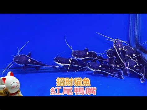 紅招財魚|招財貓魚